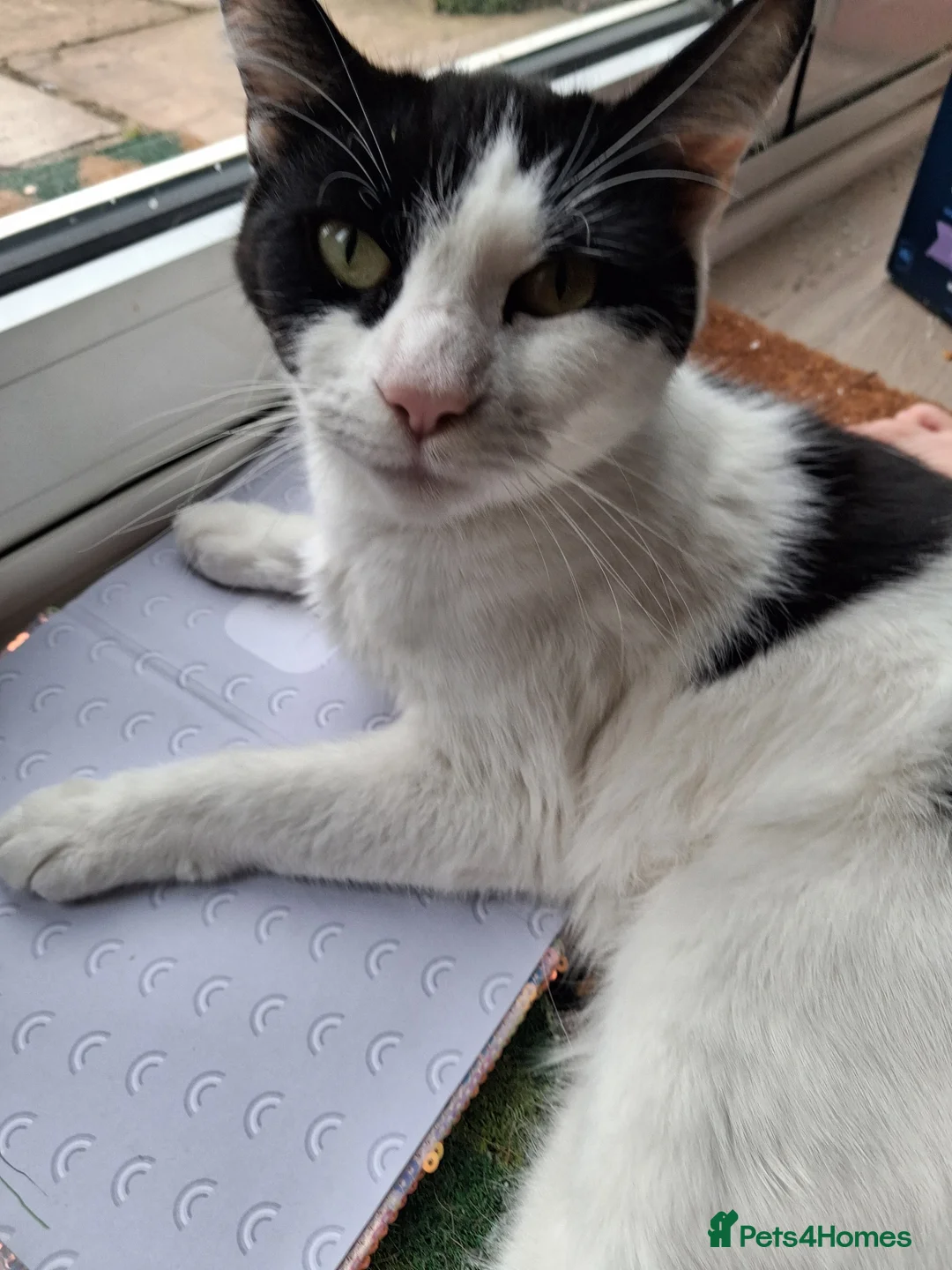 American Shorthair cats for sale: Three gorgeous 12 week tuxedo kittens ready to go! - Advert 5