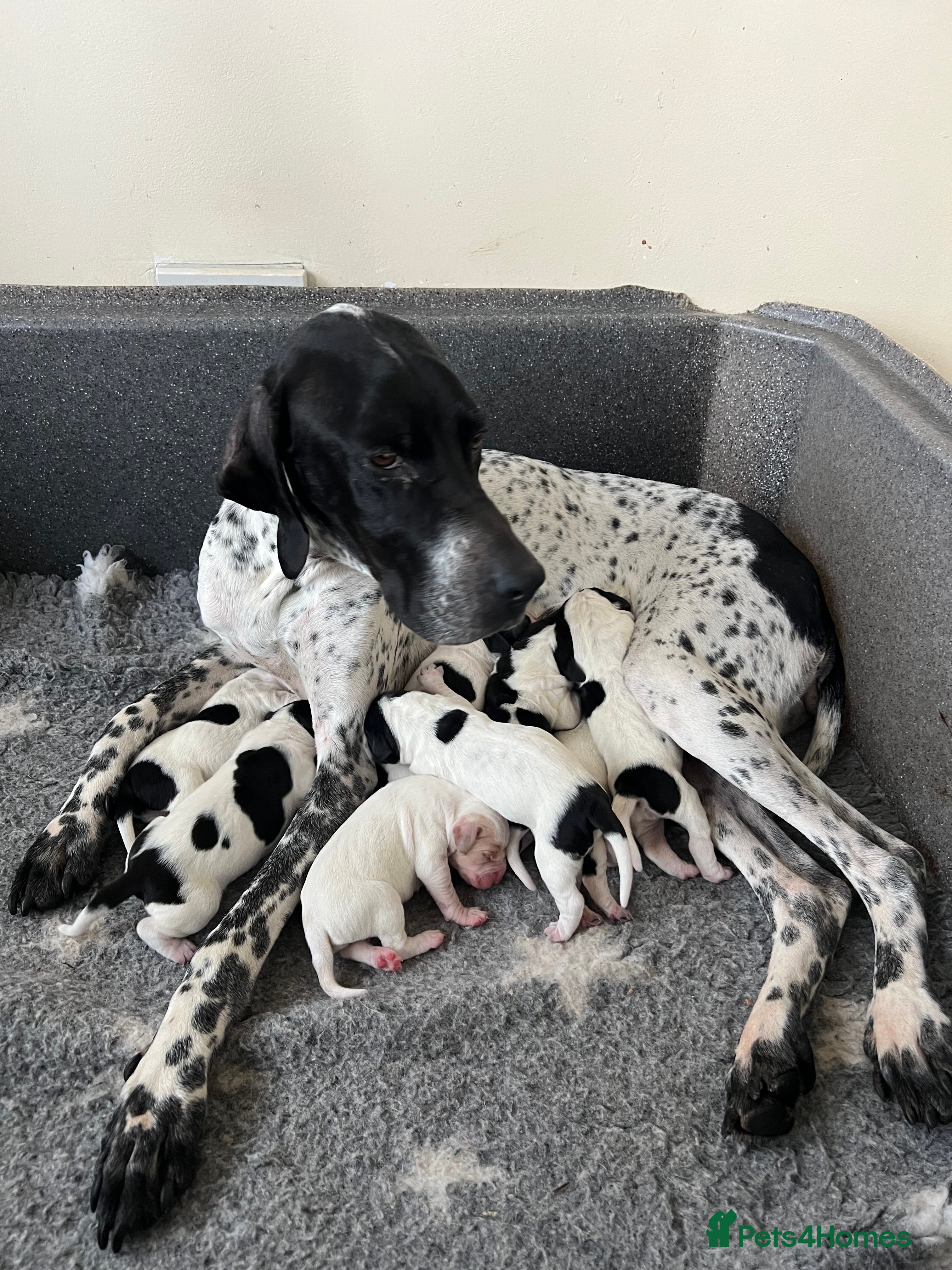 Pointer dogs Beautiful Pointer puppies  - Advert 3