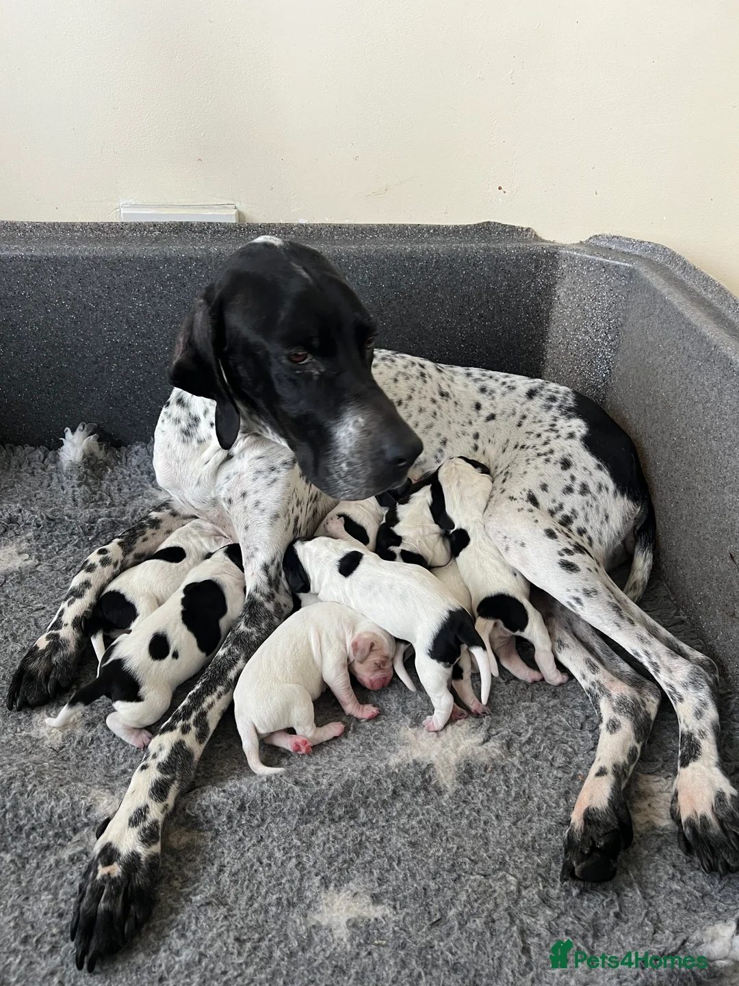 Pointer dogs for sale: Beautiful Pointer puppies  - Advert 1