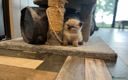 Ragdoll cats for sale: Beautiful Ragdoll boys  - Image 3