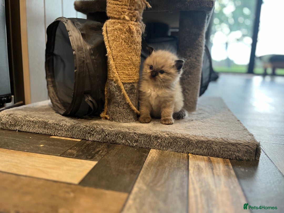 Ragdoll cats for sale: Beautiful Ragdoll boys  - Image 3