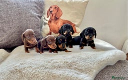 Miniature Dachshund dogs for sale: ✨Adorable miniature Dachshund pups✨ - Image 1