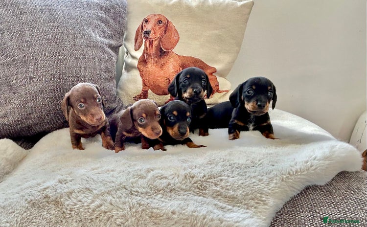 Miniature Dachshund dogs - Advert 11