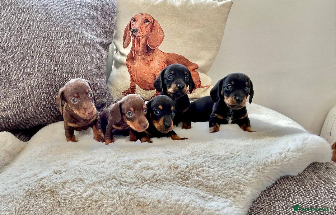 Miniature Dachshund dogs for sale: ✨Adorable miniature Dachshund pups✨ - Image 1