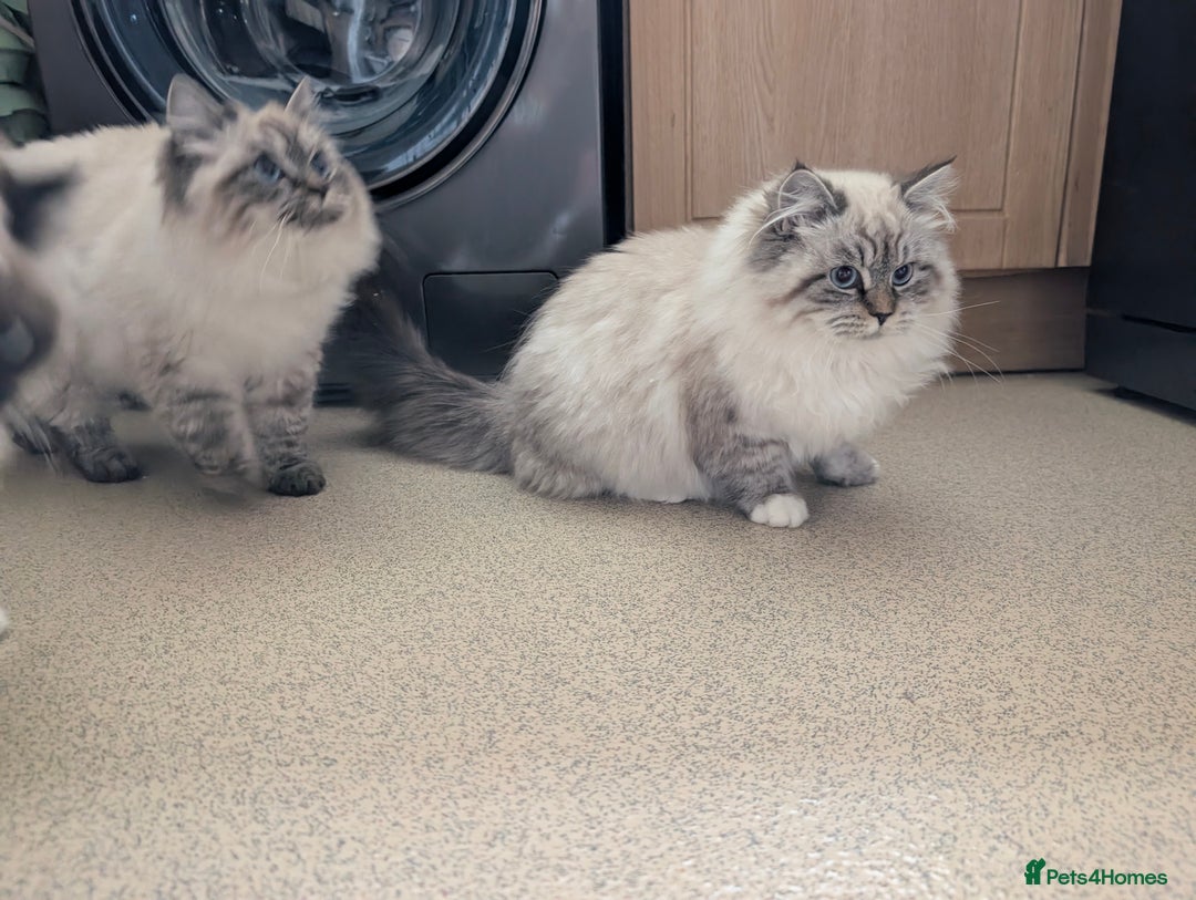 Siberian cats for sale: Litter "W" Neva Masquerade - Advert 14