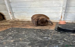 Mini Lop rabbits for sale: 2 x mini lop rabbits  - Image 3