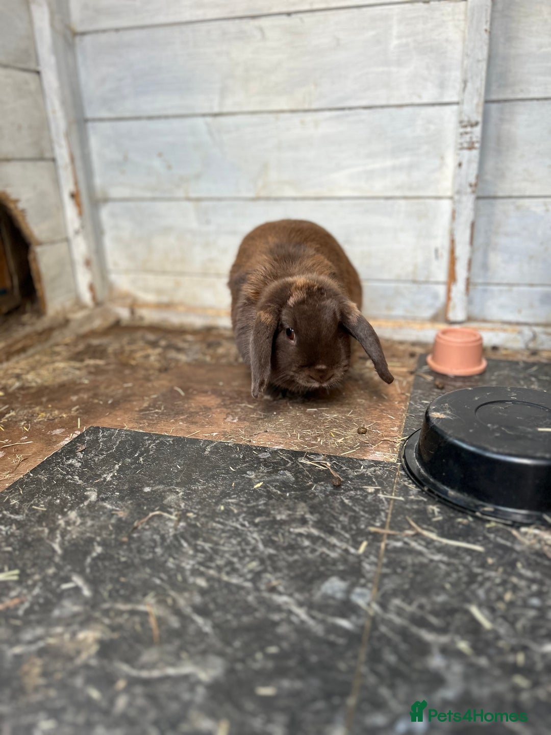 Mini Lop rabbits for sale: 2 x mini lop rabbits  - Image 3