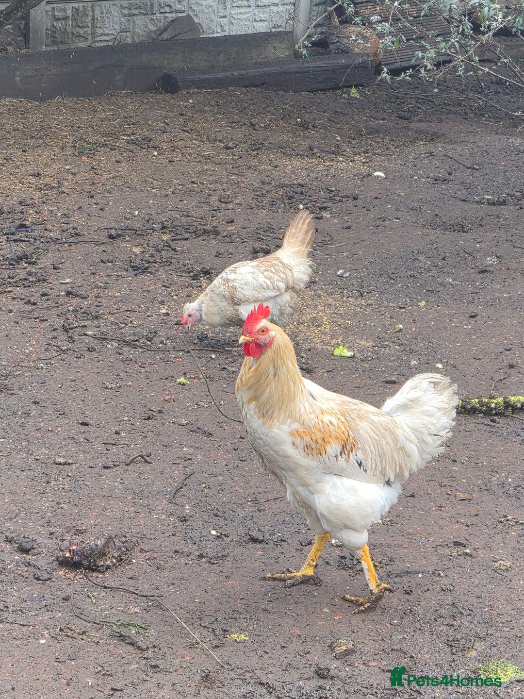Chickens poultry for sale: Beautiful boy for a good home  - Advert 4