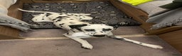 Dalmatian dogs for sale: Dalmatian female  - Advert 5