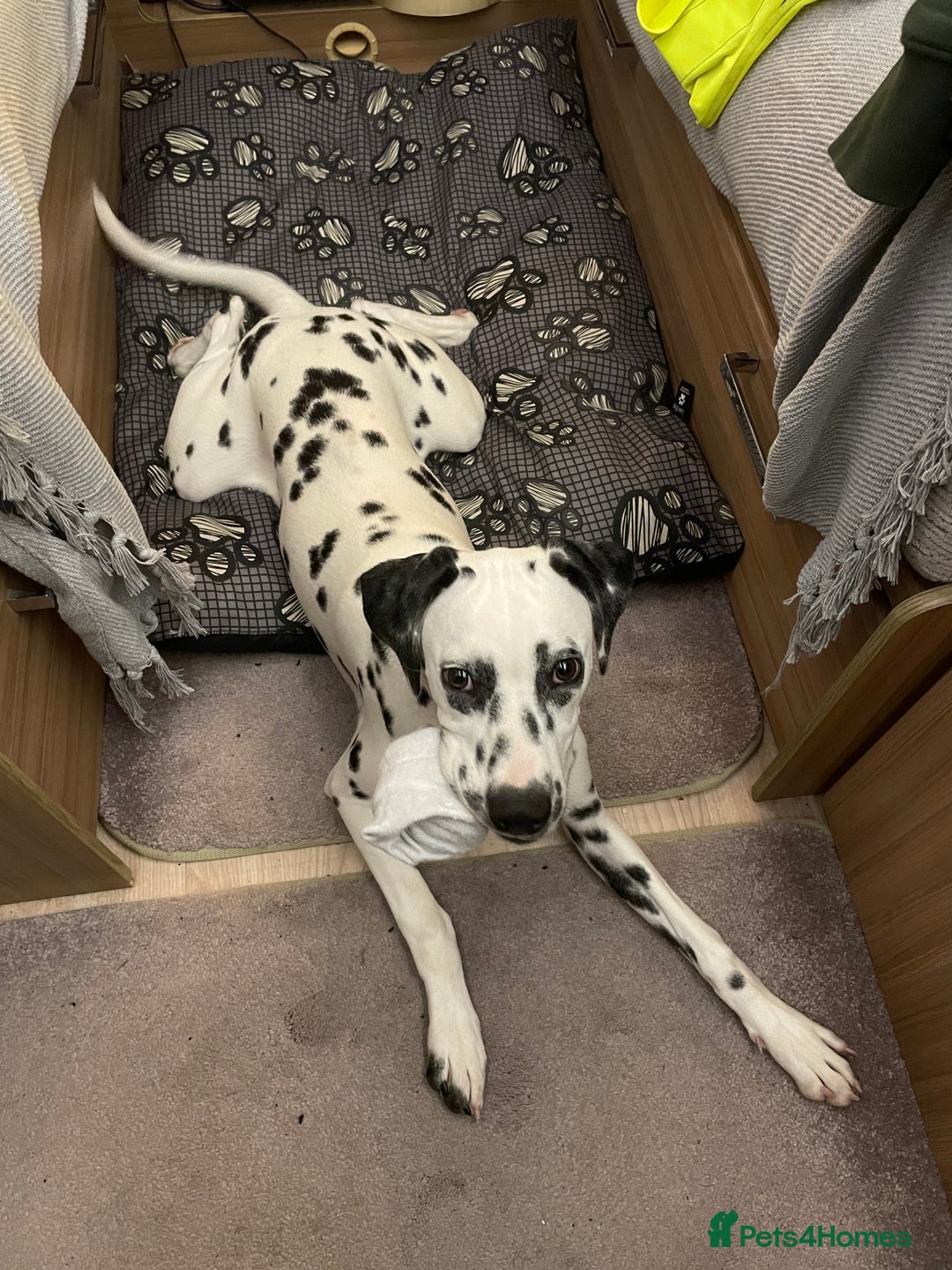 Dalmatian dogs for sale: Dalmatian female  - Advert 5