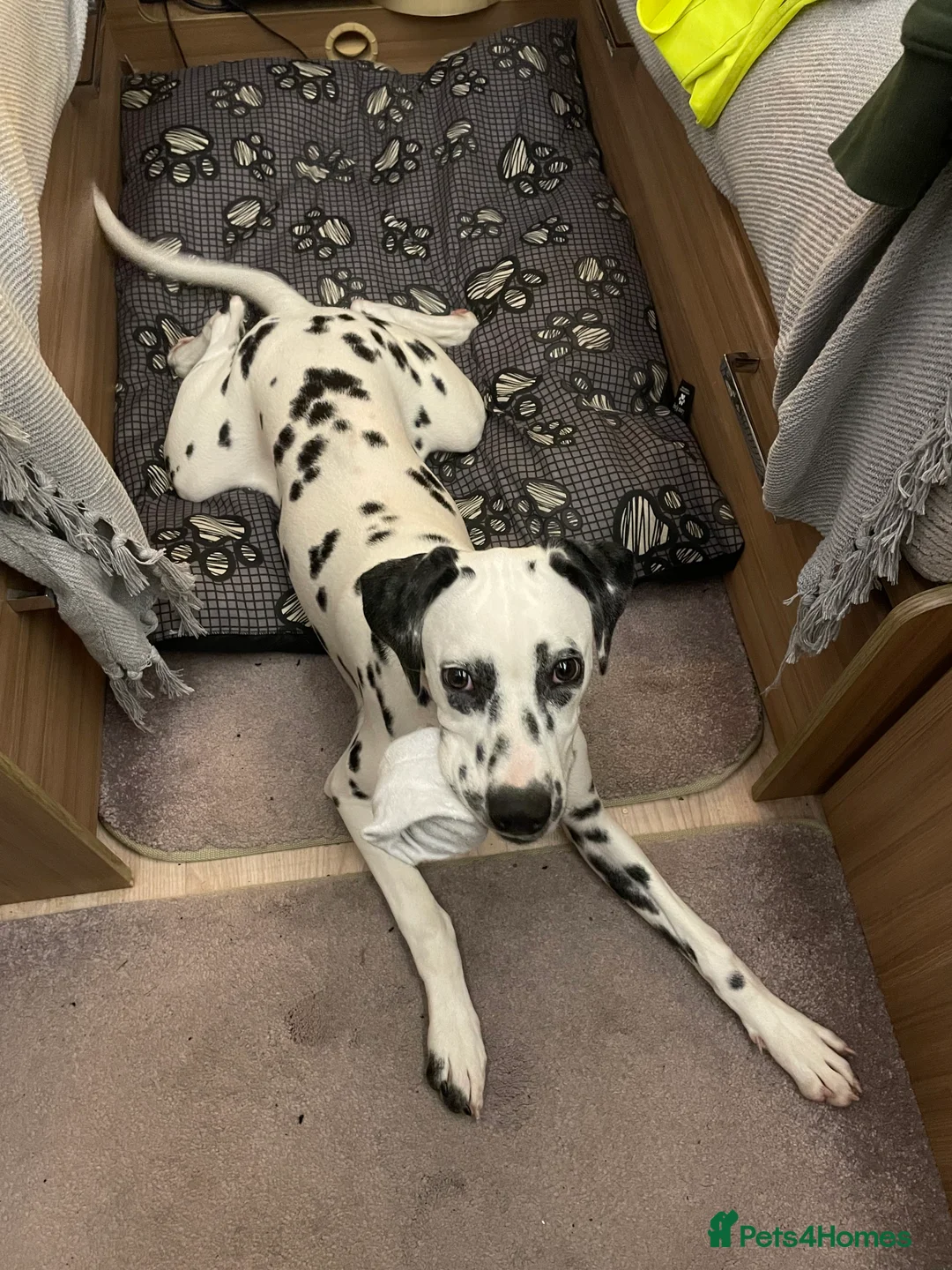 Dalmatian dogs for sale: Dalmatian female  - Advert 5