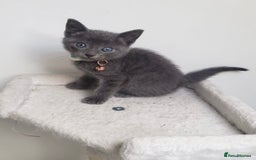 Mixed Breed cats for sale: Lovely Kittens 🤎 Grey 200, Tabby 130 - Image 4