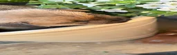 Norwich Terrier dogs for sale: Norwich terrier puppy  - Advert 4
