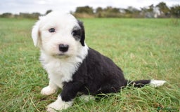 Old English Sheepdog dogs for sale: Stunning Old English Sheepdog Puppies KC Reg - Image 5