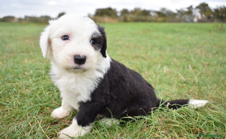 Old English Sheepdog dogs - Advert 1