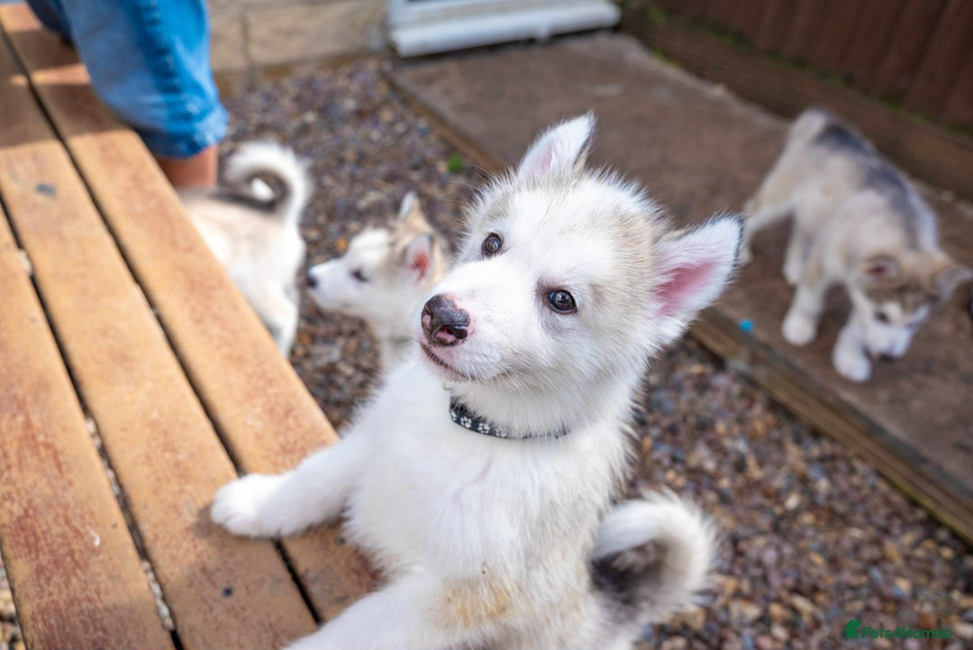 Mixed Breed dogs for sale: Fully vaccinated husky/Malamute Puppies. 3 Left  - Image 22