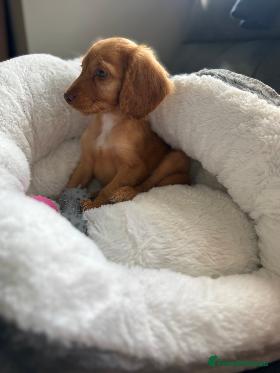 Cockapoo dogs for sale: READY TO LEAVE LAST GIRL Stunning F1B cockapoo’s - Image 2