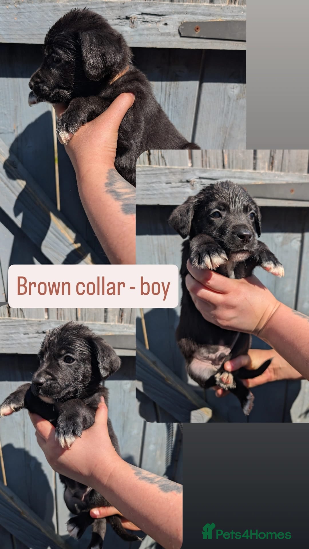 Mixed Breed dogs 🐾Ready now Rottweiler Cross German shepmatian Pup - Advert 1