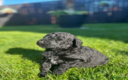 Bernedoodle dogs for sale: HEALTH TESTED DOUBLE DOODLES - Image 9