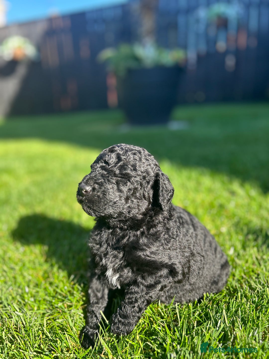Bernedoodle dogs for sale: HEALTH TESTED DOUBLE DOODLES - Image 9