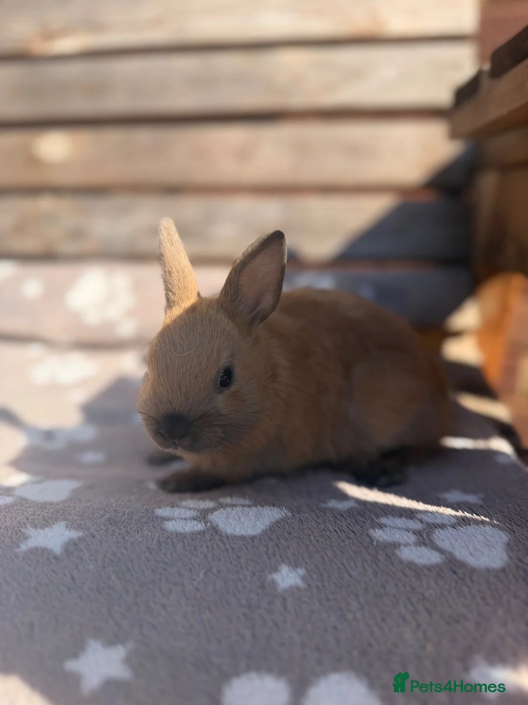 Netherland Dwarf rabbits for sale: Netherland dwarf babies - Advert 14