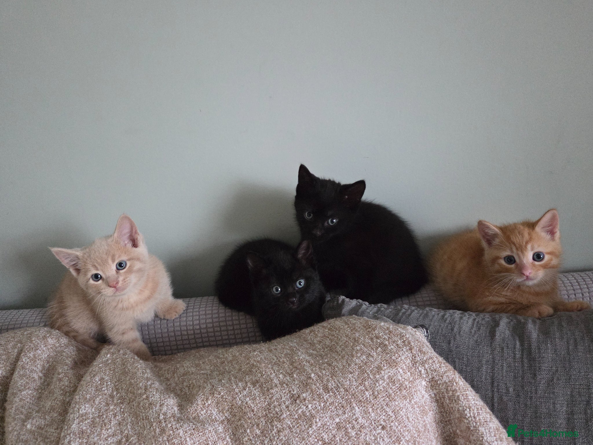 Mixed Breed cats Domestic short hair X British blue  - Advert 3