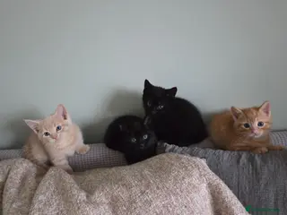 Mixed Breed cats READY TO LEAVE Domestic short hair X British blue - Advert 1