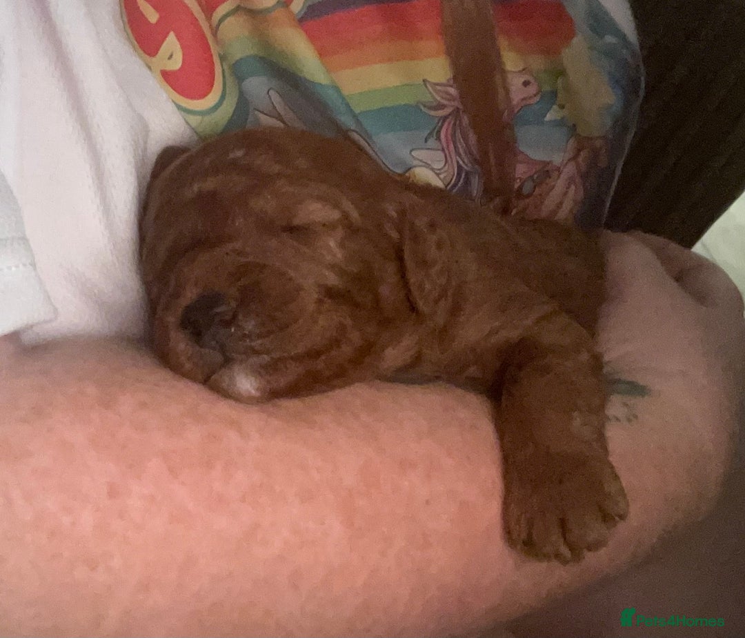 Labradoodle dogs for sale: Miniature Labradoodles  - Image 3
