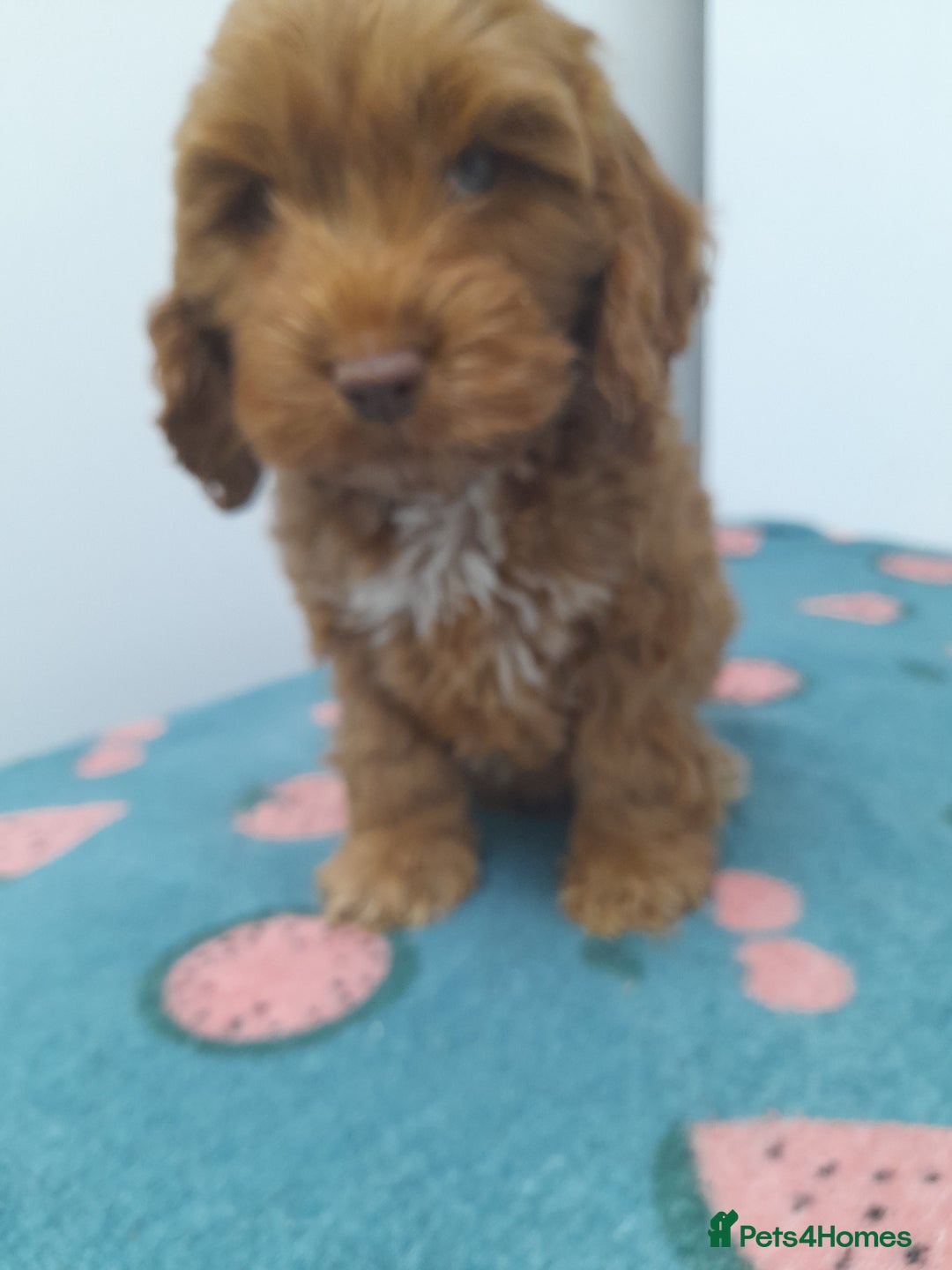 Cockapoo dogs for sale: Beautiful cockapoo puppies ready now - Advert 5