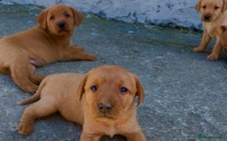 Labrador Retriever dogs for sale: Labrador Retriever Puppies in Llanybydder - Image 19