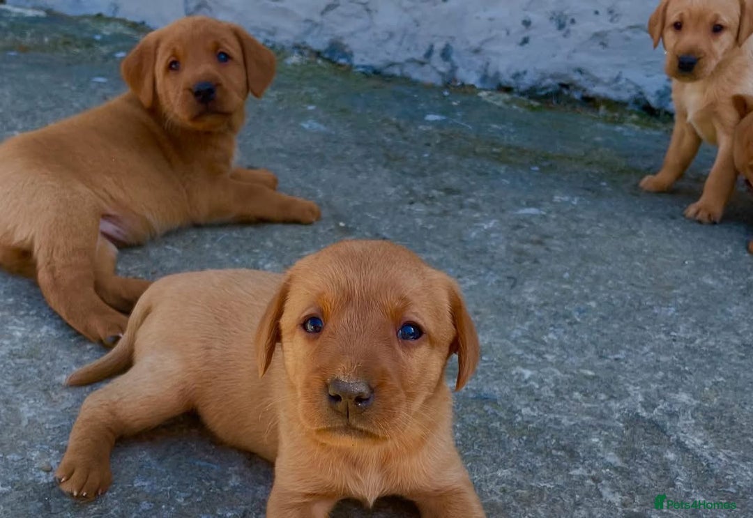 Labrador Retriever dogs for sale: Labrador Retriever Puppies in Llanybydder - Image 19