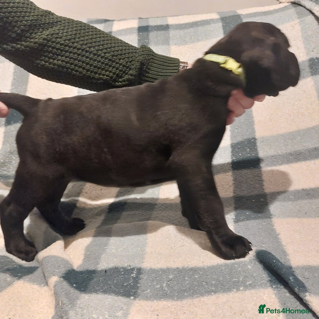 Cane Corso dogs for sale: Cane Corso - Image 17
