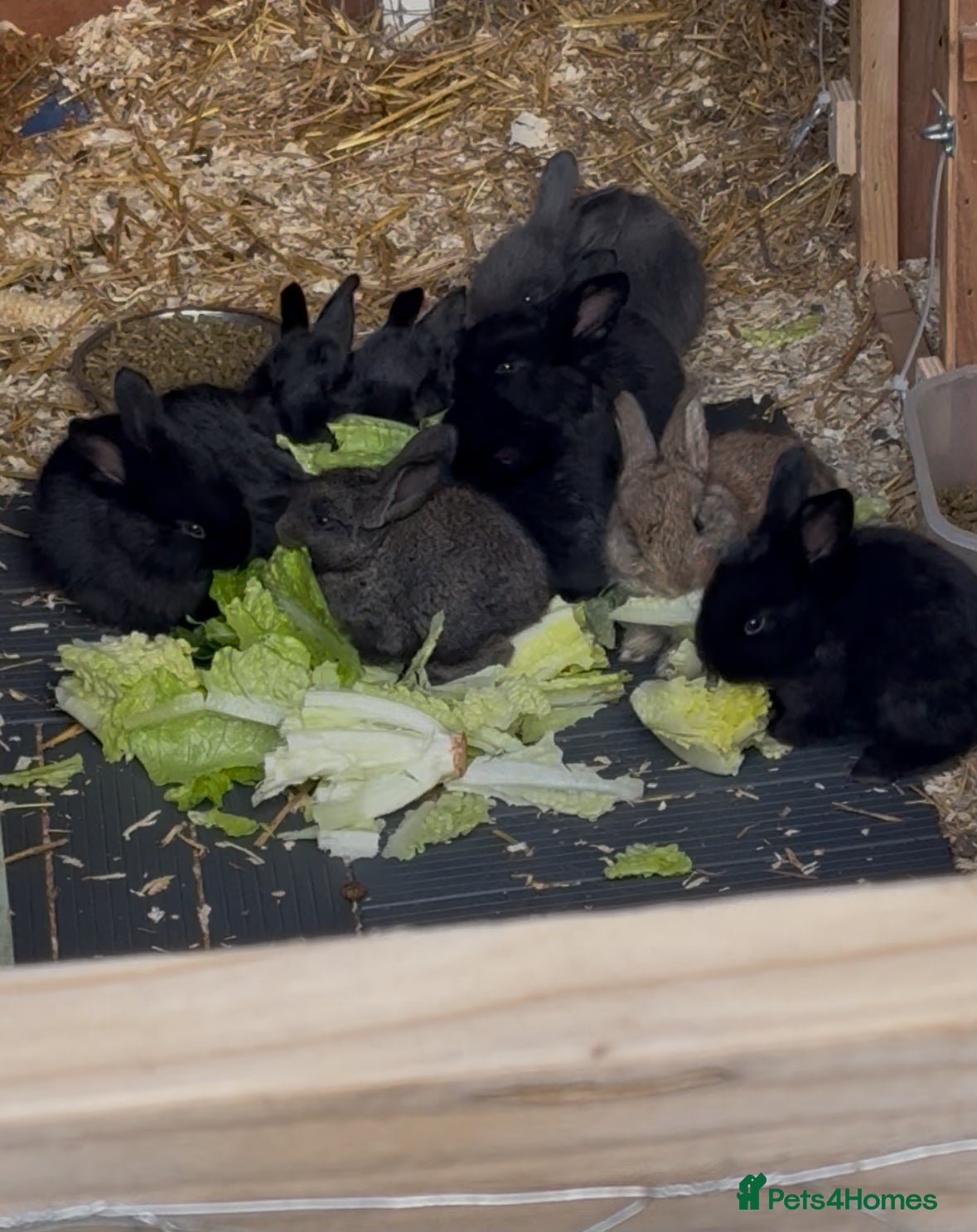 Mixed Breed rabbits Continental giant X  - Advert 11