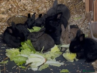 Mixed Breed rabbits Continental giant X - Advert 11