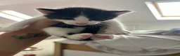 Maine Coon cats for sale:  Maine coone kittens (reduced) - Advert 31