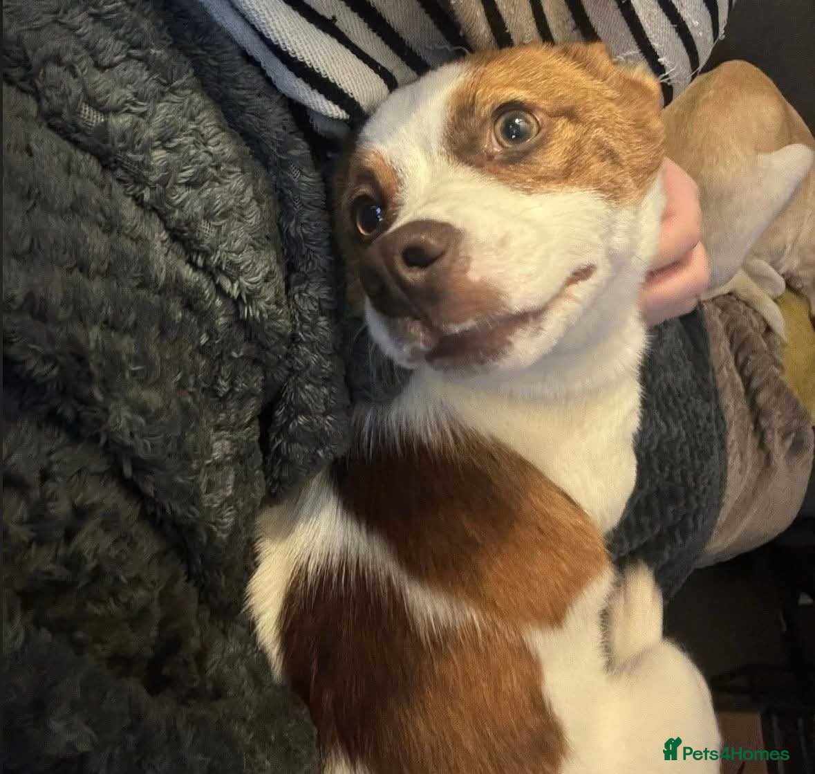 Mixed Breed dogs 💕 Weetabix 💕 - Advert 9