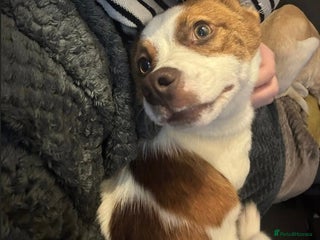 Mixed Breed dogs 💕 Weetabix 💕 - Advert 9