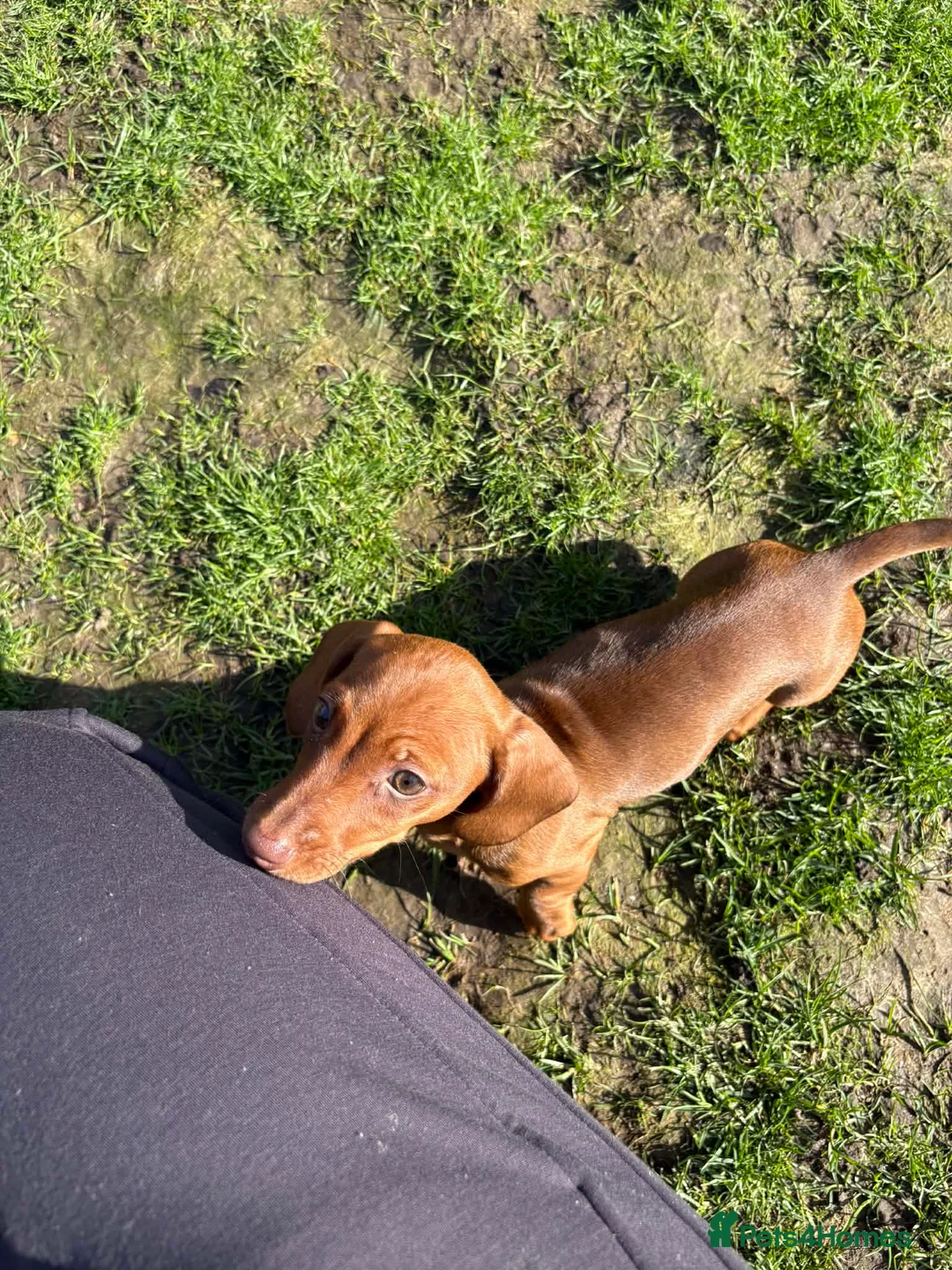 Miniature Dachshund dogs for sale: Beautiful Miniature Dashound Puppies For Sale - Advert 1