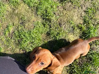Miniature Dachshund dogs Beautiful Miniature Dashound Puppies For Sale - Advert 6