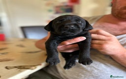 Mixed Breed dogs for sale: 🐾 German wirehaired pointer x Labrador 🐾  - Image 5