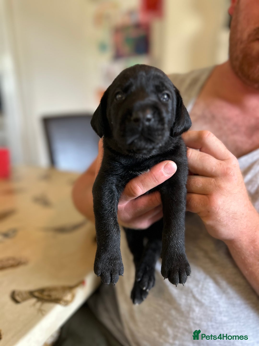 Mixed Breed dogs for sale: 🐾 German wirehaired pointer x Labrador 🐾  - Image 5