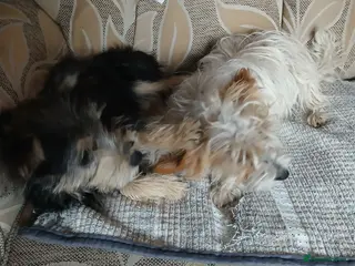 Yorkiepoo dogs Yorkie jack - Advert 12