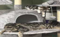 British Shorthair cats for sale: Playful kittens - Image 12