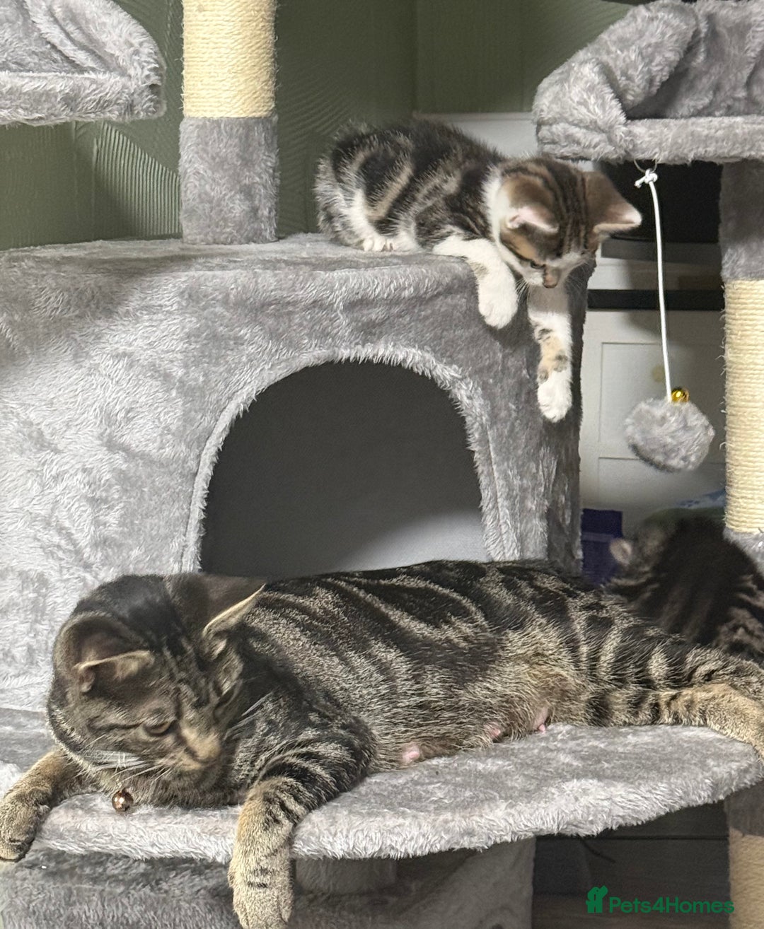 British Shorthair cats for sale: Playful kittens - Image 12