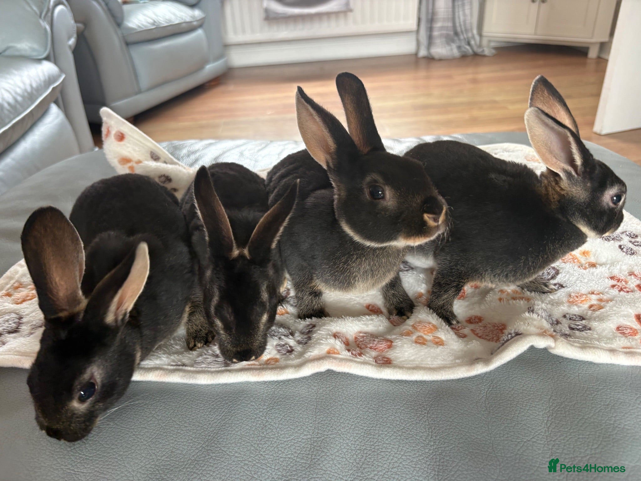 Rex rabbits Black Otter Mini Rex Bunnies  - Advert 5