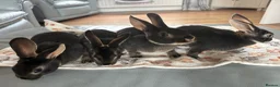 Rex rabbits for sale: Black Otter Mini Rex Bunnies  - Advert 7