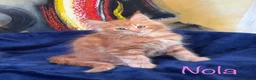 Maine Coon cats for sale: Beautiful Maine Coon Kittens-Ready Soon - Advert 18