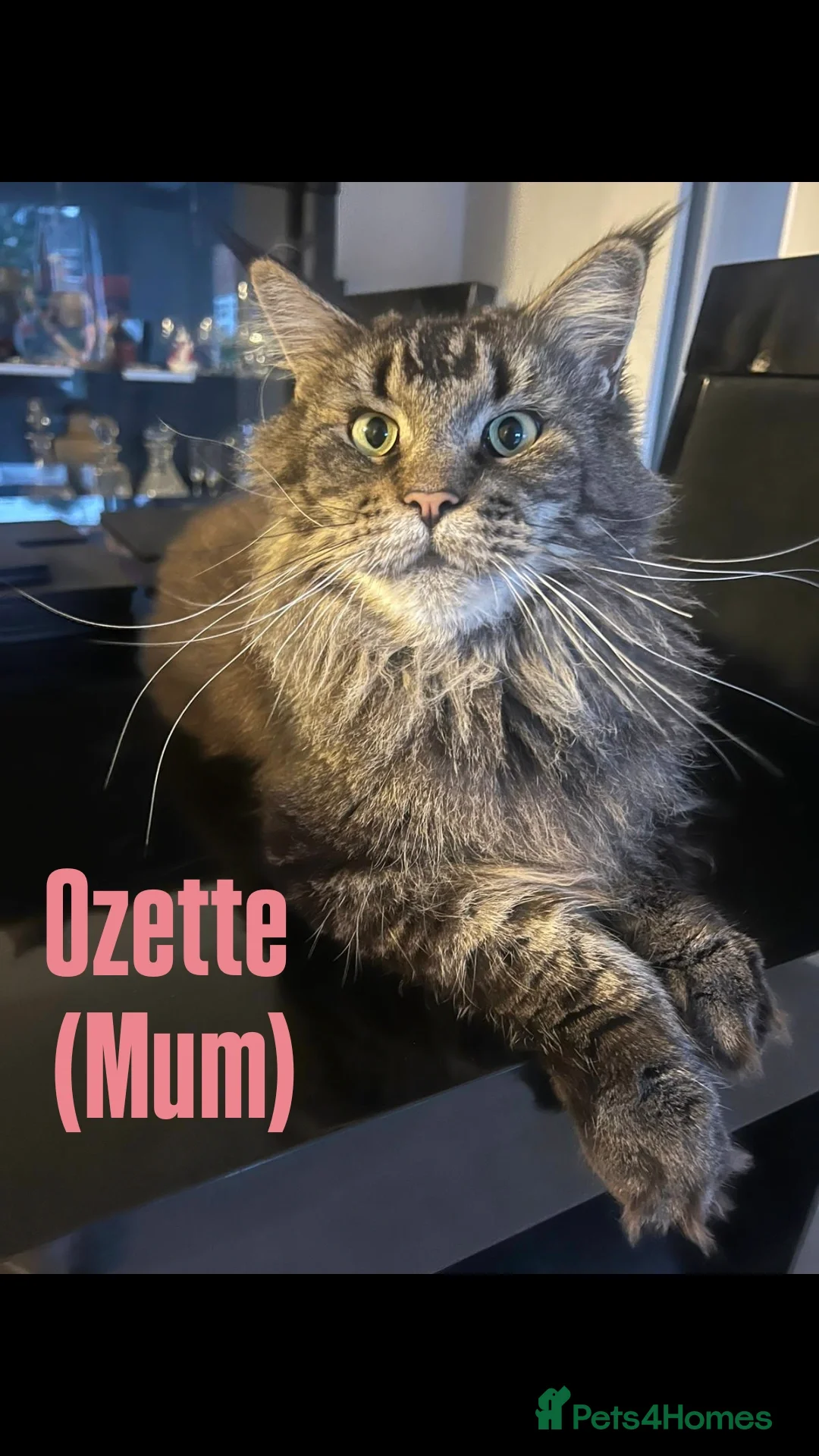 Maine Coon cats for sale: Rare Pure Breed Mainecoon Kitten - Advert 7