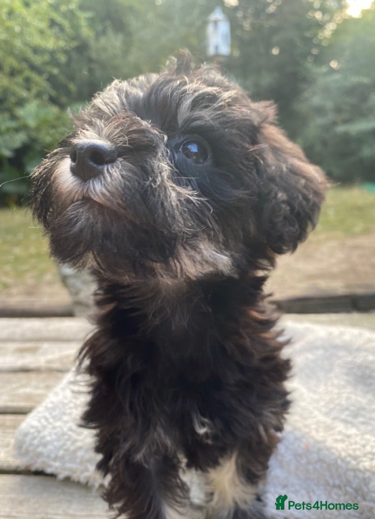 Schnoodle dogs F1 female Toy Schnoodle ready now  - Advert 4