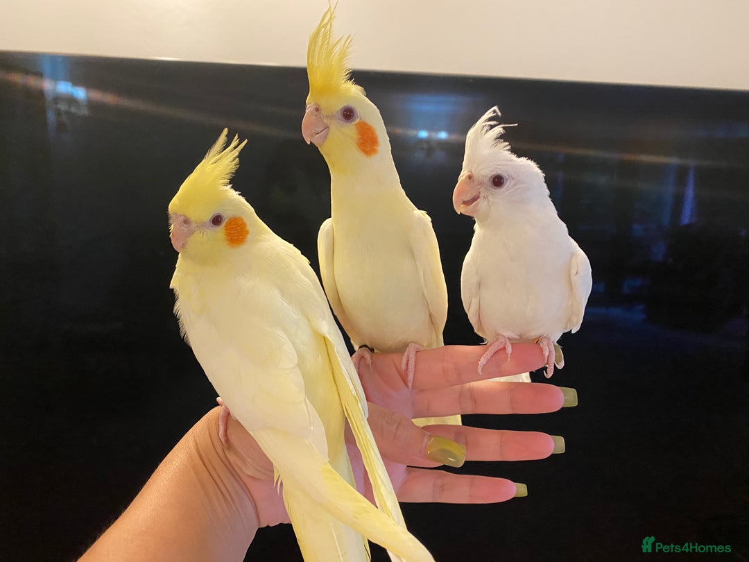 Cockatiels birds for sale: Extra Silly Tame Hand Reared Baby Cockatiels  - Image 1